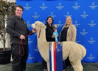 Alpaca perfection for Precision