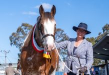 Valmont Clydesdales steal the show