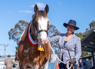 Valmont Clydesdales steal the show