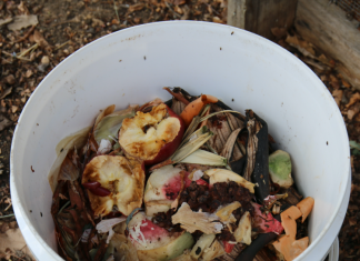 There’s a fly in my compost