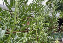 Invisible, persistent killer