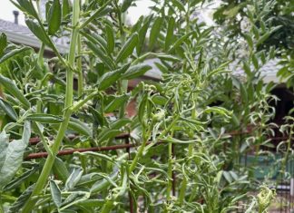 Invisible, persistent killer