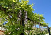 The art of gardening at the Festival of Gardens