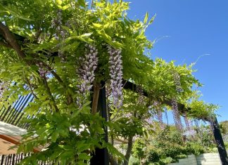 The art of gardening at the Festival of Gardens