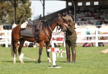 From wild to wonderful