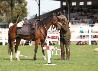 From wild to wonderful