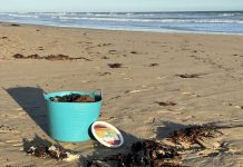 Seaweed in compost? Yes but…
