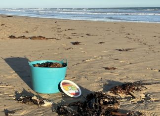 Seaweed in compost? Yes but…