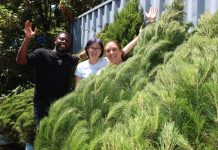 Christmas trees please