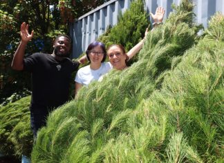 Christmas trees please