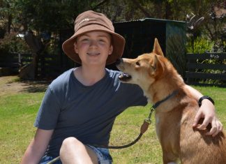 Dingoes thriving at Jirrahlinga