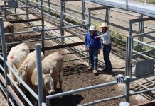 Cattle handling workshop a hit