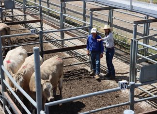 Cattle handling workshop a hit