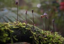 Help save the Tarkine