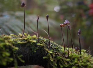 Help save the Tarkine