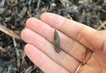 Are they maggots in my compost?!