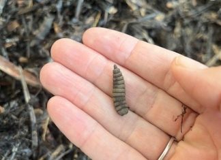 Are they maggots in my compost?!