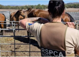 Horse neglect investigated