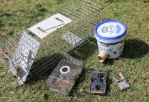 The nitty-gritty of rodent control