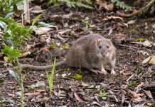 Rats, mice, compost and food growing