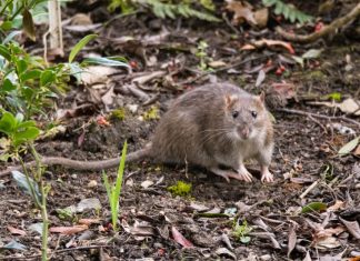 Rats, mice, compost and food growing