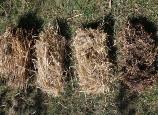 Four different types of straw