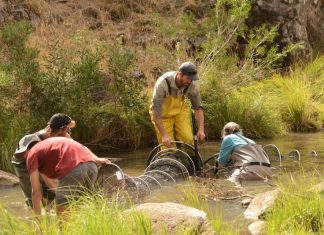 Platypus recorded at Malmsbury