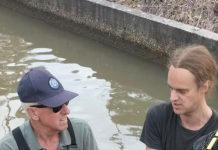 Roo savaged by dog, left to drown