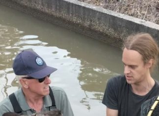 Roo savaged by dog, left to drown