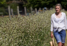 Growing edible flowers in the Macedon Ranges