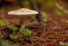 Poisonous mushroom warning