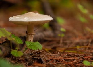 Poisonous mushroom warning