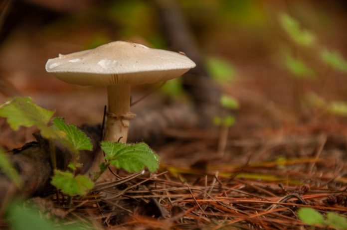 Mushrooms 1