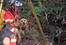 Dog rescued after days in mineshaft