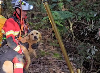 Dog rescued after days in mineshaft