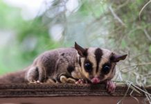 Growing pains for Ranges wildlife