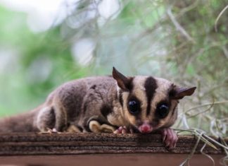 Growing pains for Ranges wildlife