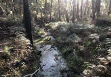 Restoring the mountain’s waterways