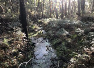 Restoring the mountain’s waterways