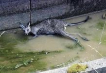 Joey drowns, mother euthanised