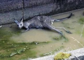 Joey drowns, mother euthanised