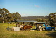 Cow manure. Great, if you can get it