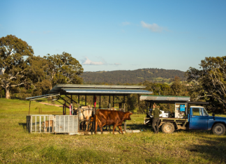 Cow manure. Great, if you can get it