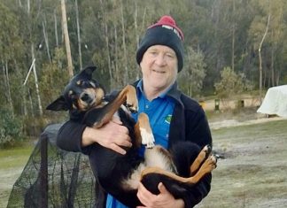 Cats, dogs and compost