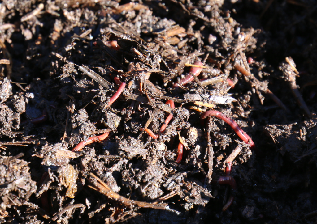 The good news is, you’ve got worms!