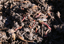 The good news is, you’ve got worms!