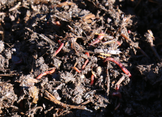 The good news is, you’ve got worms!