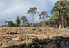 Wildlife concern over tree clearing