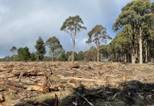 Wildlife concern over tree clearing