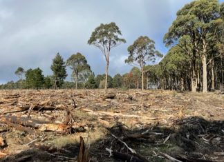 Wildlife concern over tree clearing